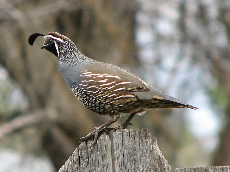 california quail facts
