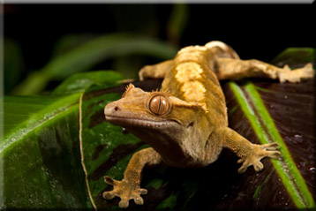 crested gecko facts