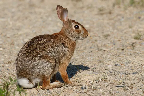 eastern cottontail rabbit facts