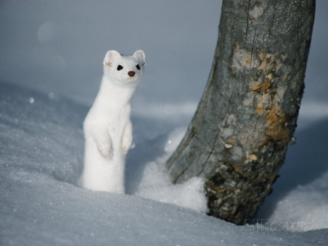 long tailed weasel facts