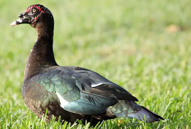muscovy duck facts