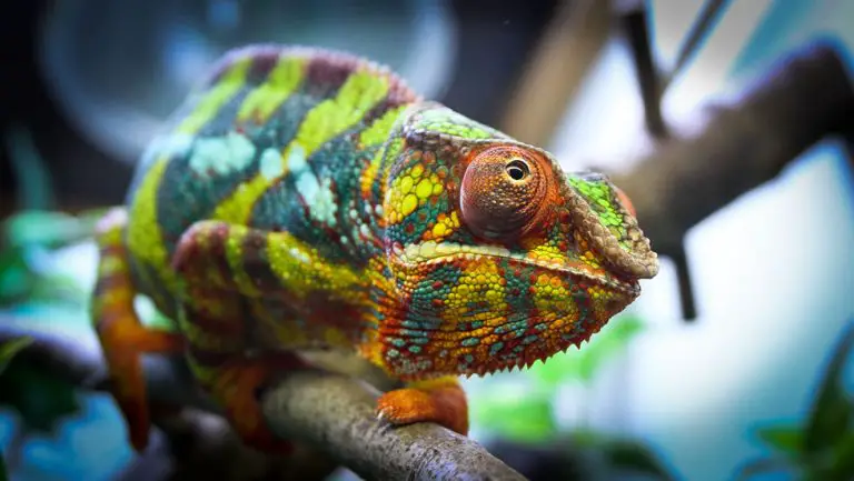 Panther Chameleon Facts | Anatomy, Habitat, Diet, Behavior - Animals Time