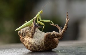 what do praying mantis eat