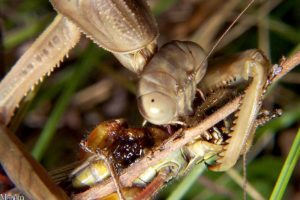 what do praying mantis eat