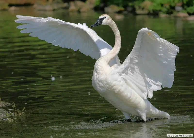 trumpeter swan facts