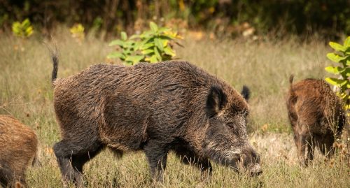 Wild Boar Facts | Anatomy, Diet, Habitat, Behavior - Animals Time