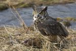 what do great horned owls eat