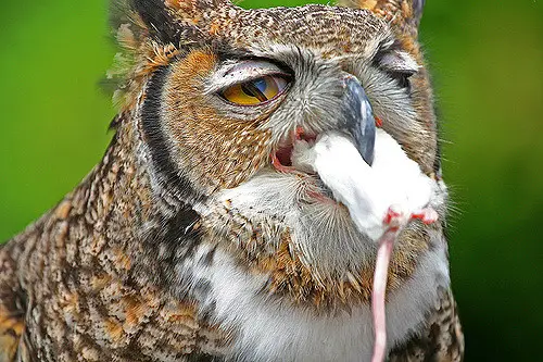 what do great horned owls eat