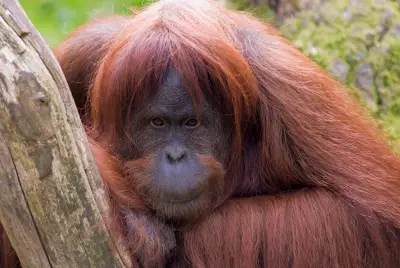sumatran orangutan