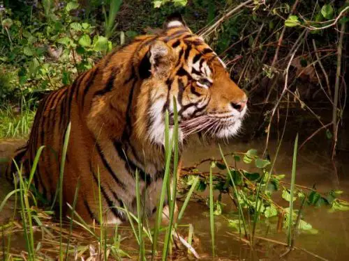 Tiger importance for humans