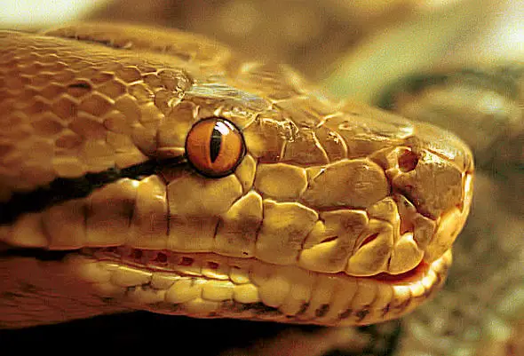 reticulated python facts