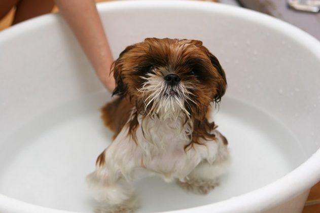 Does It Matter What Shampoo You Use For Your Dog? Animals Time