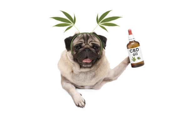 cute smiling pug puppy dog holding up bottle of CBD oil wearing marijuana hemp leaf diadem, isolated on white background