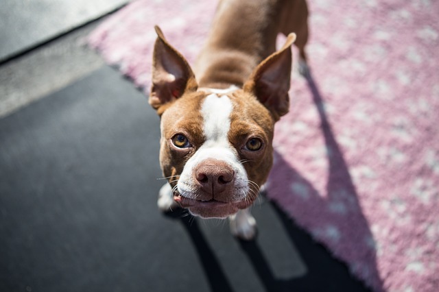 boston-terrier-pup