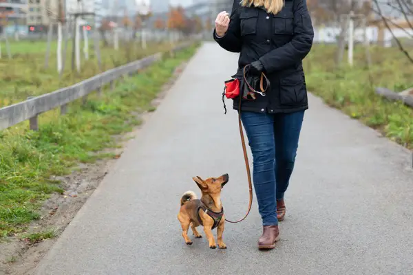 A woman and her little dog are practicing "walking to heel" in the park