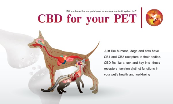 CBD for your PET,Did you know that our pets have an endocannabinoid system too?