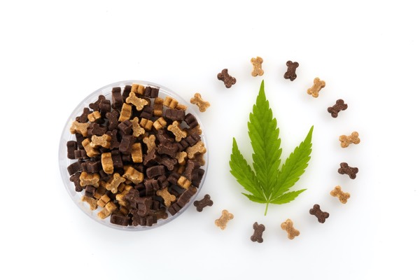 Pets food with hemp. Medical marijuana cannabis cbd oil.