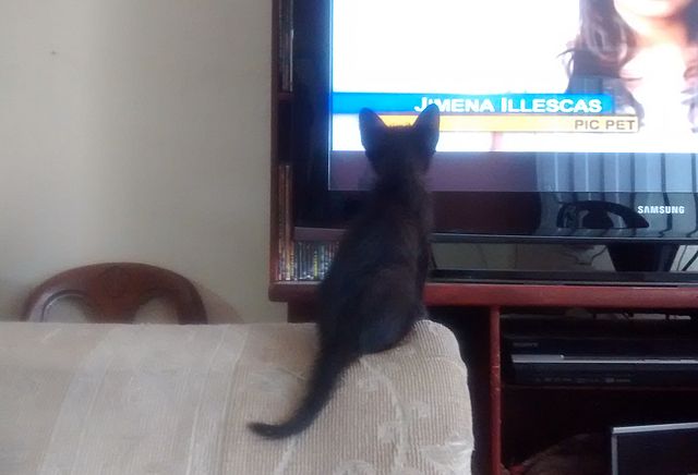 pet watching tv