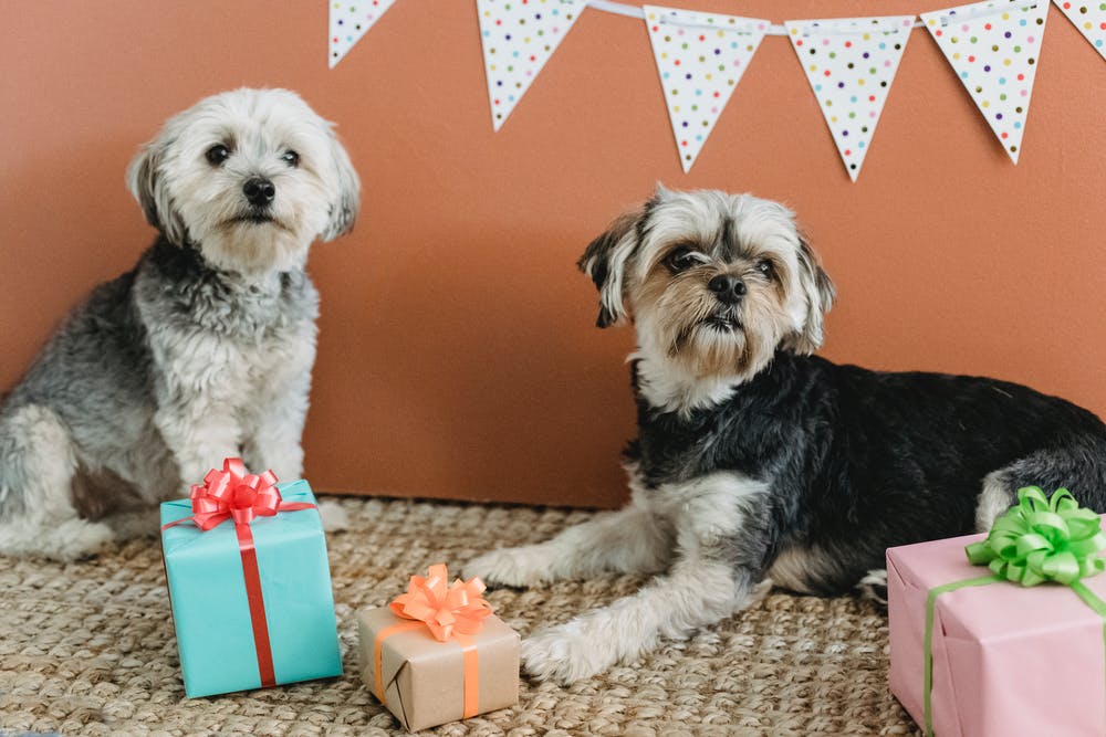Awesome Ideas for Gifts to Pet Lovers 