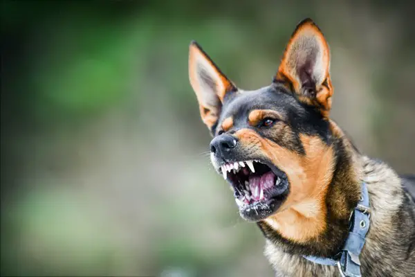 Aggressive dog portrait shows dangerous teeth. Animal hard attack head detail copy space.