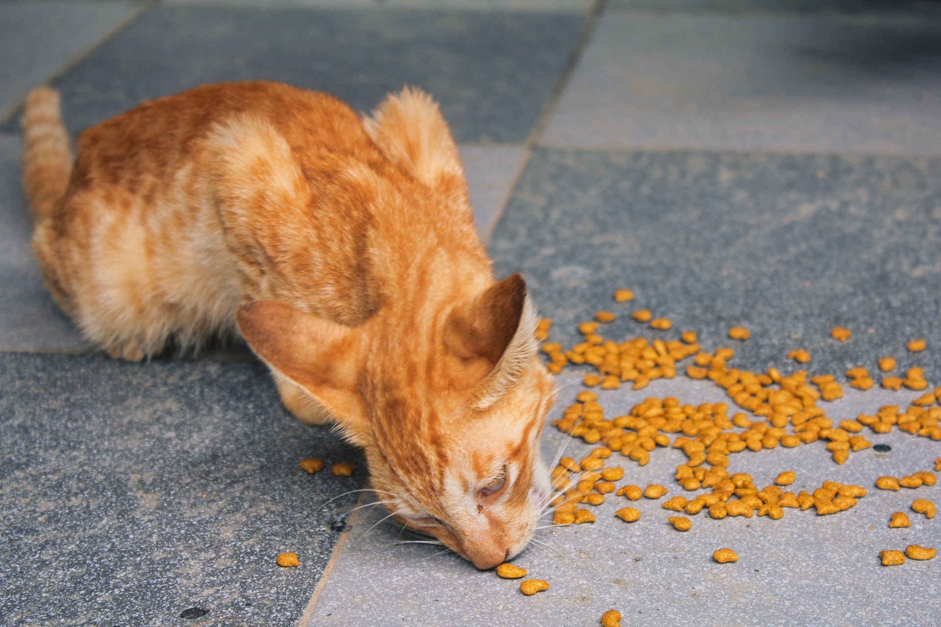 brown-orange-cat-eating-dry-cat-food-on-the-floor