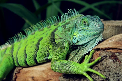 Are iguanas dangerous to humans?