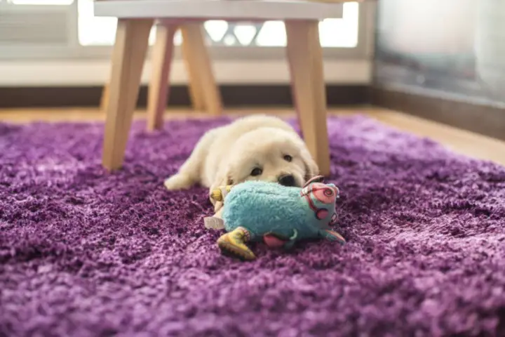 How To Choose the Best Puppy Toys for Your Fluffy Friend