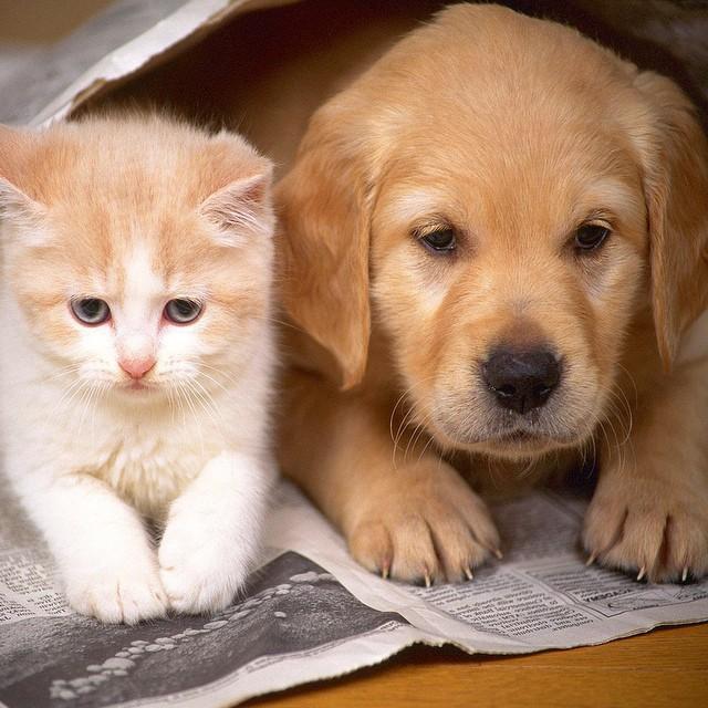 A cat and dog lying on a newspaper

Description automatically generated